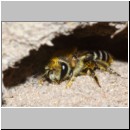 Colletes daviesanus - Seidenbiene w002 9mm am Nest - OS-Insektenhotel det.jpg